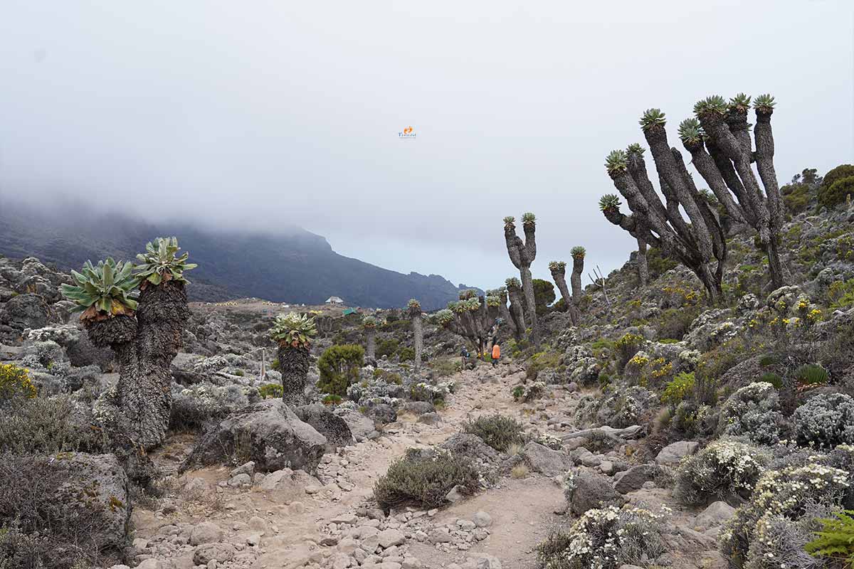 Roof of Africa Trek
